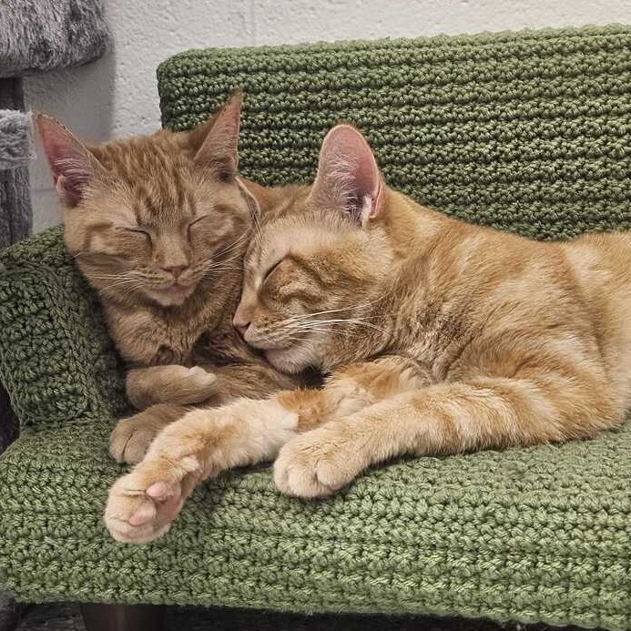 CANTALOUPE - Domestic Shorthair available for adoption