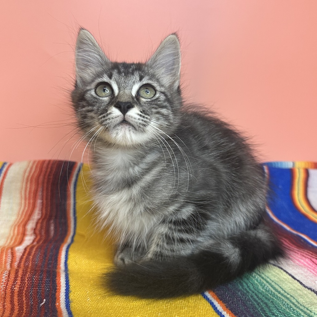 LULU - Domestic Medium Hair available for adoption