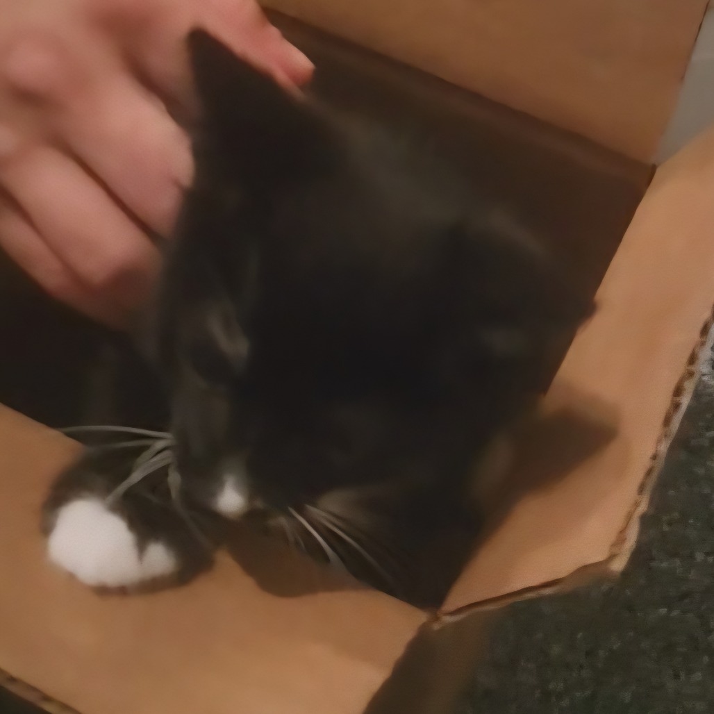 Keaton, an adoptable cat