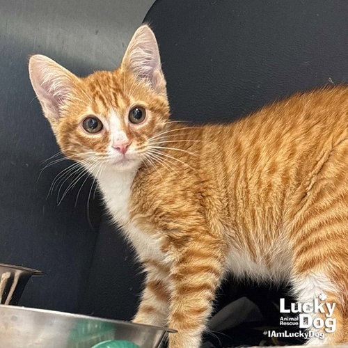 ELVIS - Domestic Shorthair available for adoption