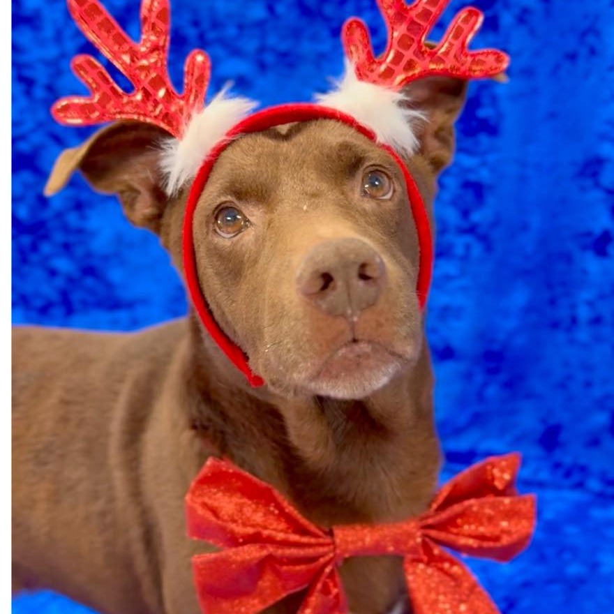 DUKE - Mixed Breed (Medium) available for adoption