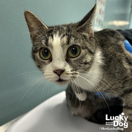 MARY - Domestic Shorthair available for adoption