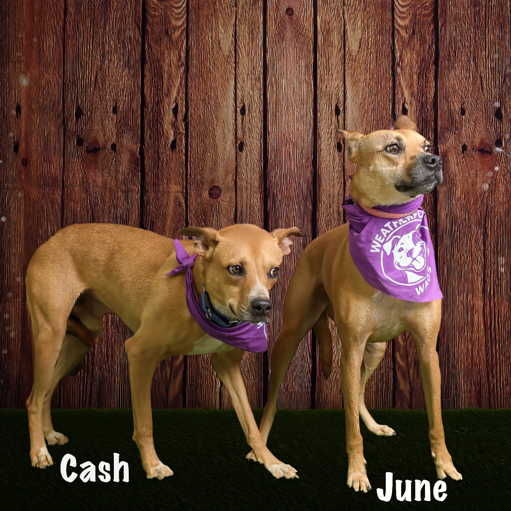 Photo of Cash