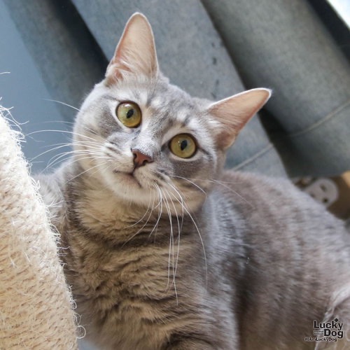 STORM - Domestic Shorthair available for adoption