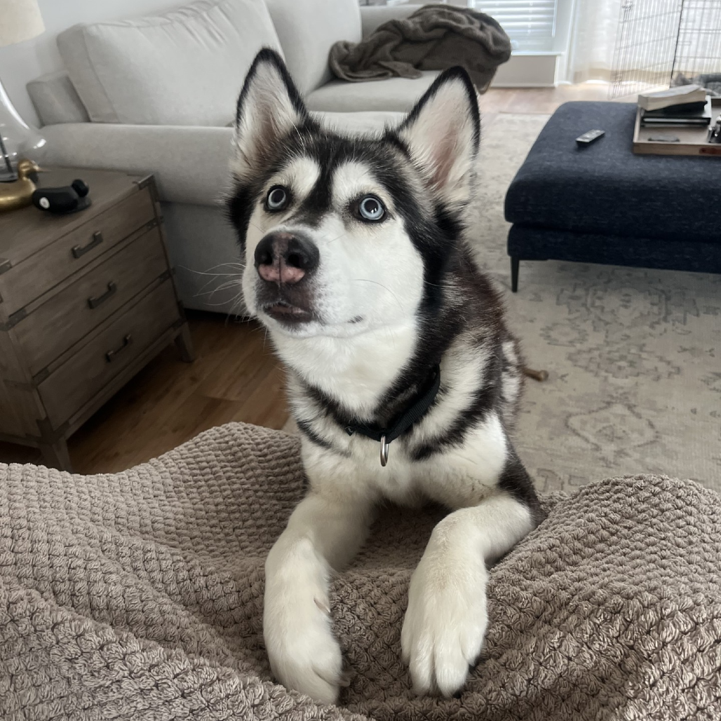 Photo of Freya