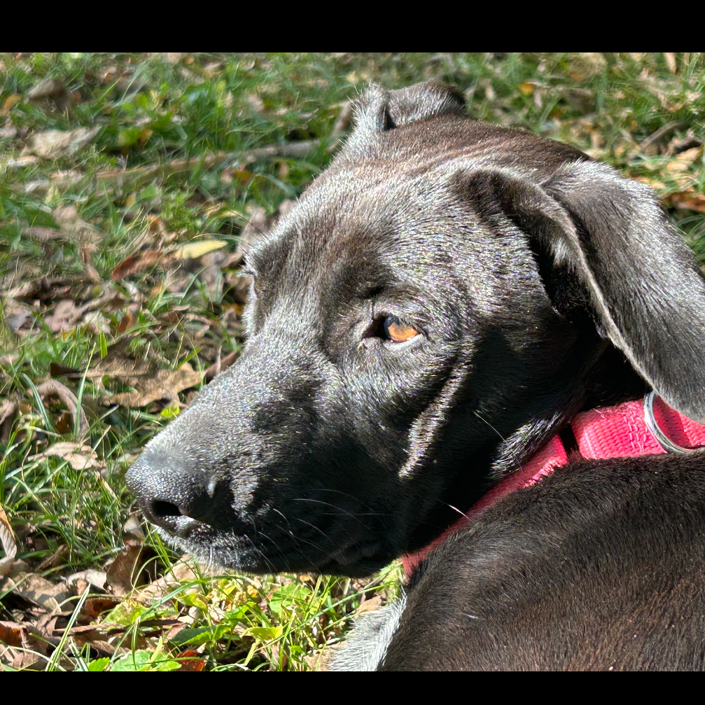 Daisy, photo 3