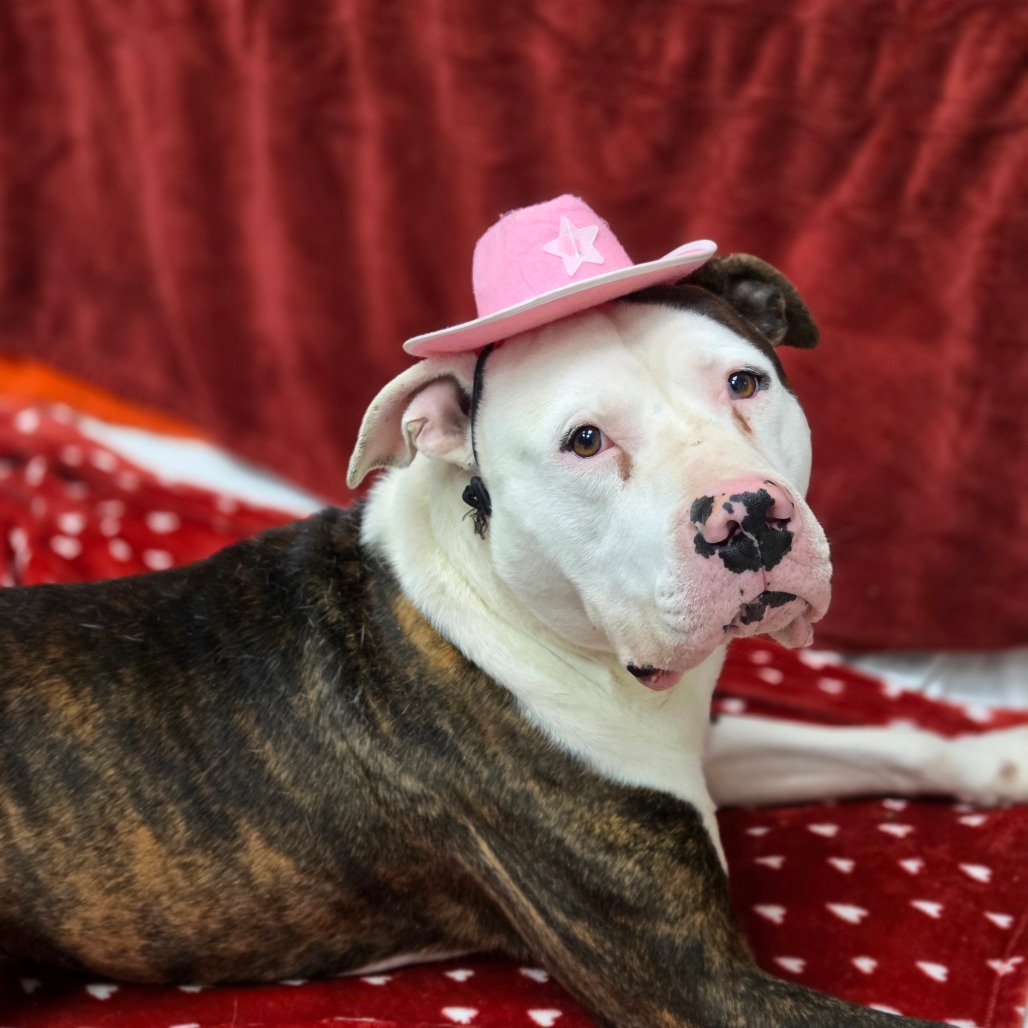 Honey Bun — thumbnail 4