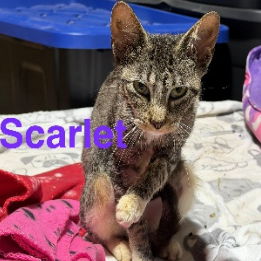 Scarlet, available for adoption