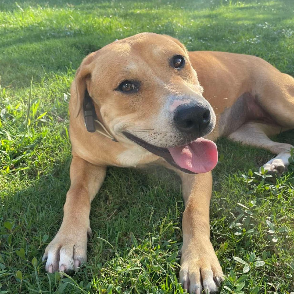 Honey FKA Shelby, an adoptable Retriever, Labrador