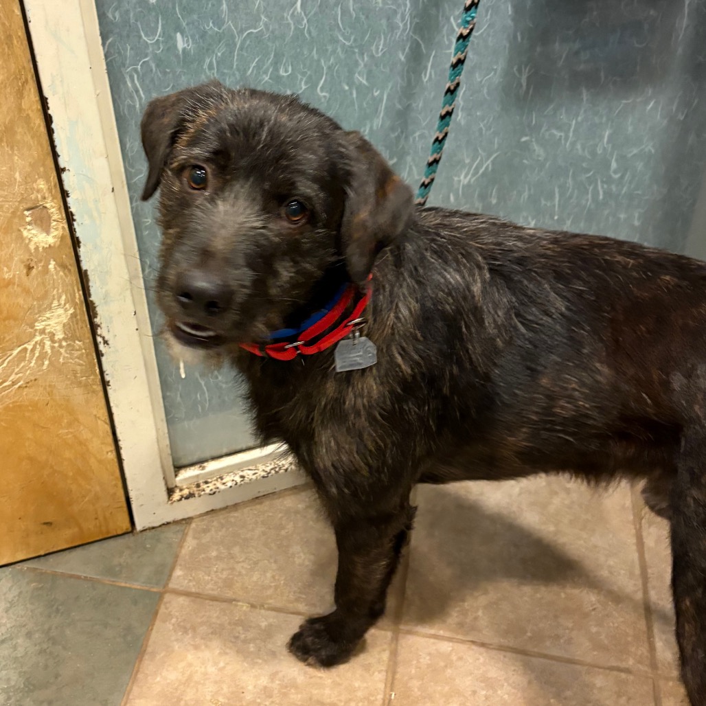 Otto — thumbnail 4