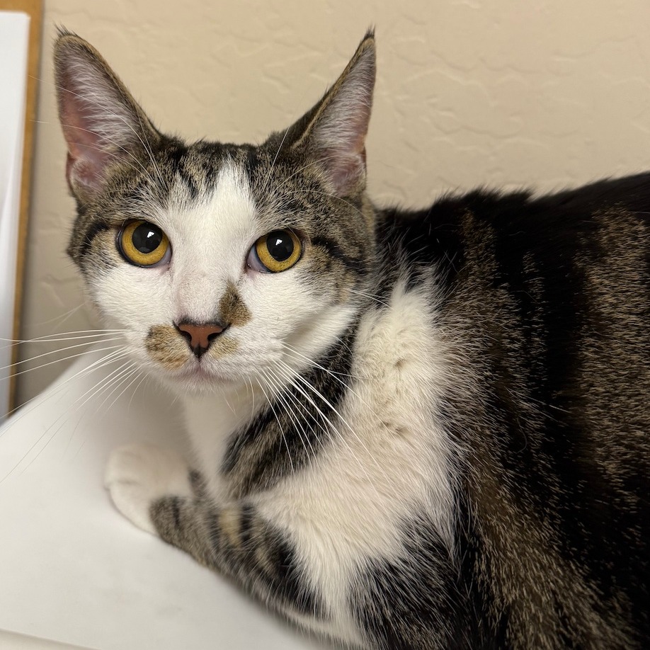 DUMBLEDORE - Domestic Shorthair available for adoption