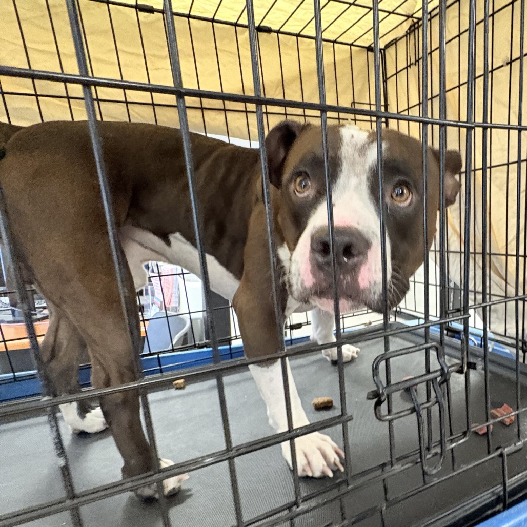 Spicy Mac — thumbnail 2