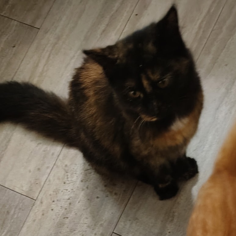 Buffy — thumbnail 2