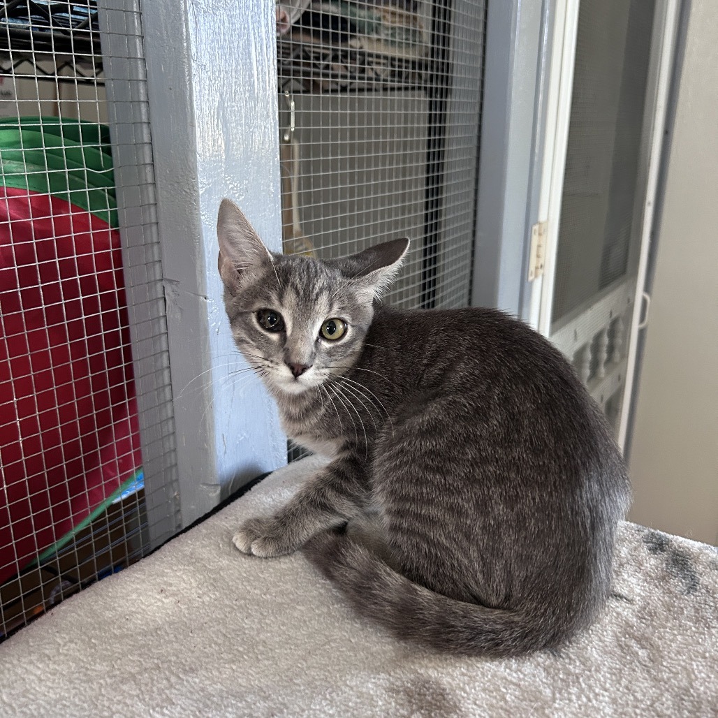 Kiwi 26-10-017