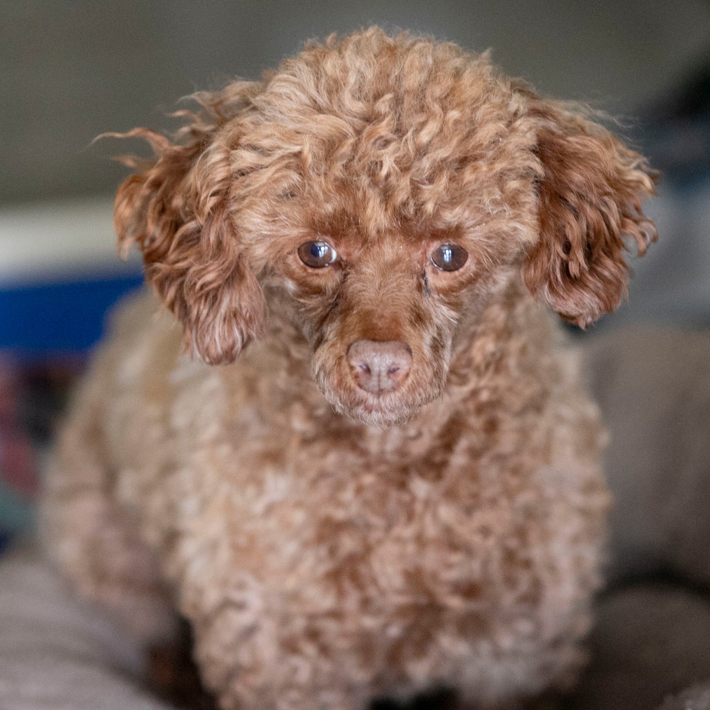 Chase (F26-05), photo 9