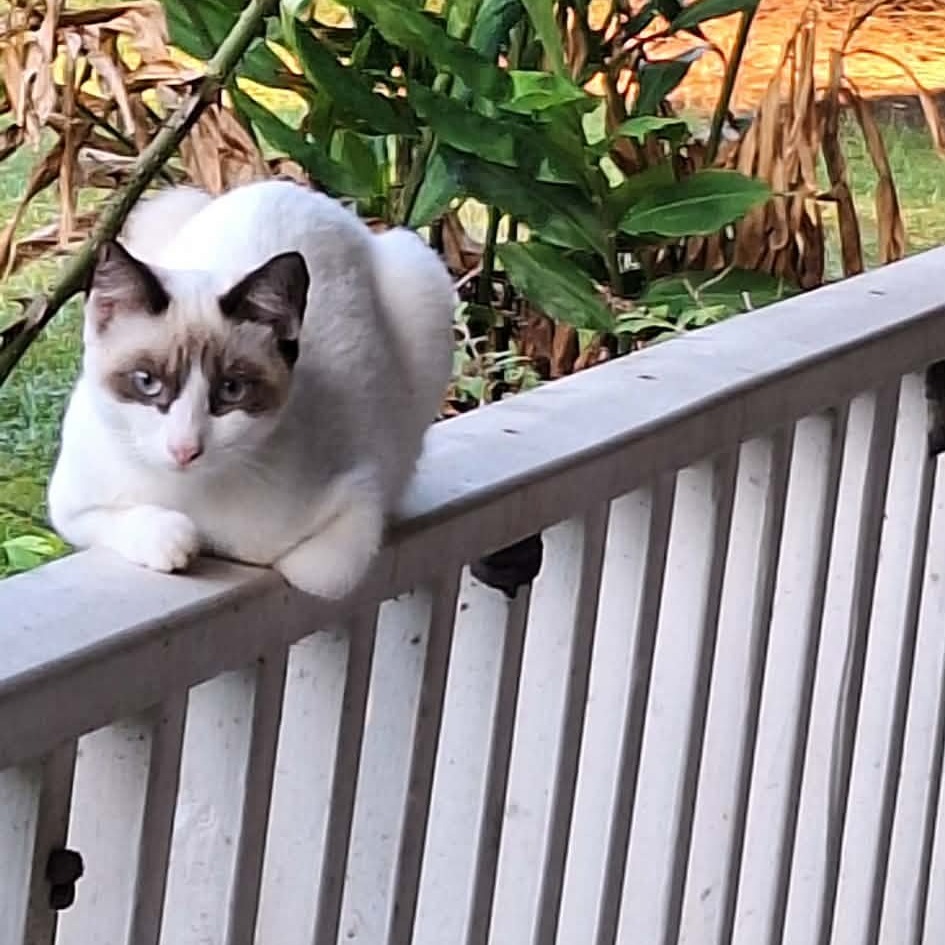 BANDIT - Siamese available for adoption