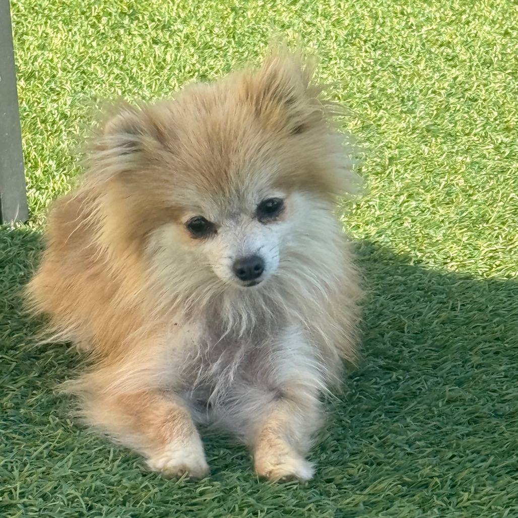 Sheila