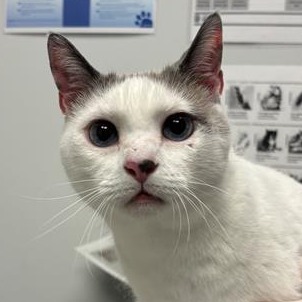 BO - Domestic Shorthair available for adoption