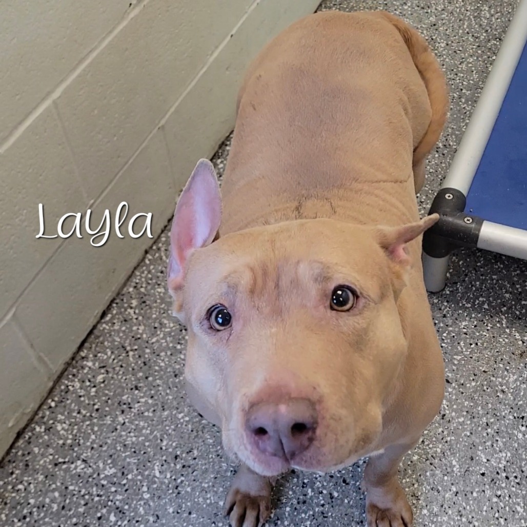 Layla — thumbnail 2