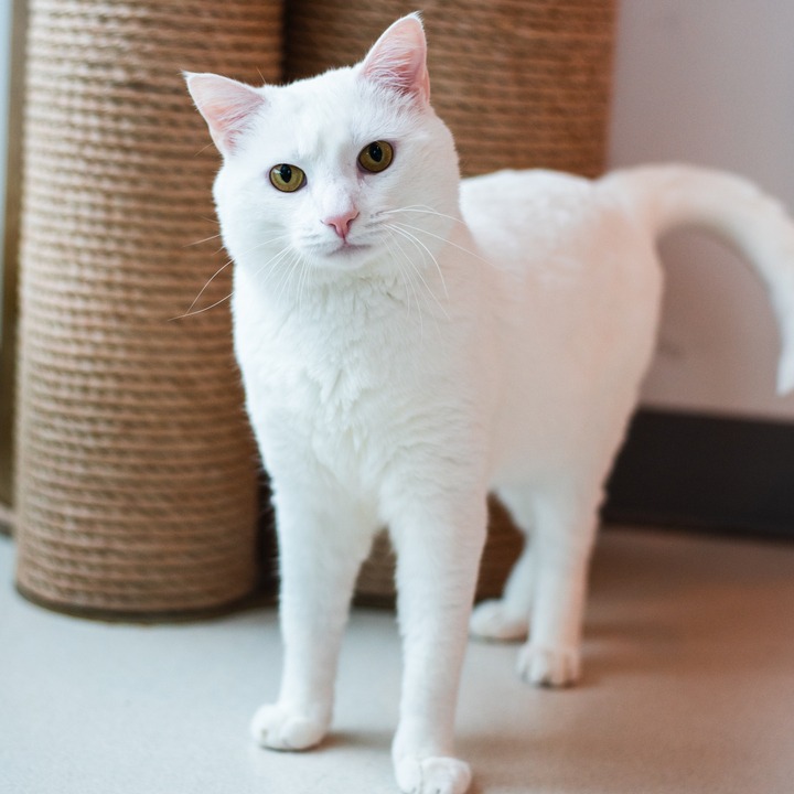 MAYO - Domestic Shorthair for adoption in Warwick