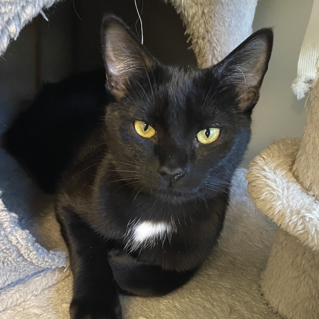 DEEDEE (BONDED WITH DEXTER) - Domestic Shorthair available for adoption