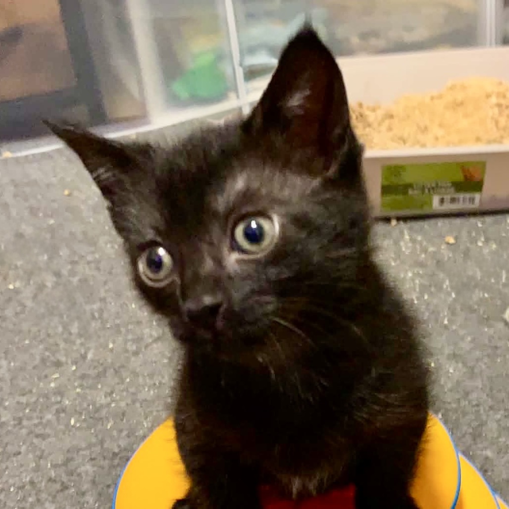 Bagheera