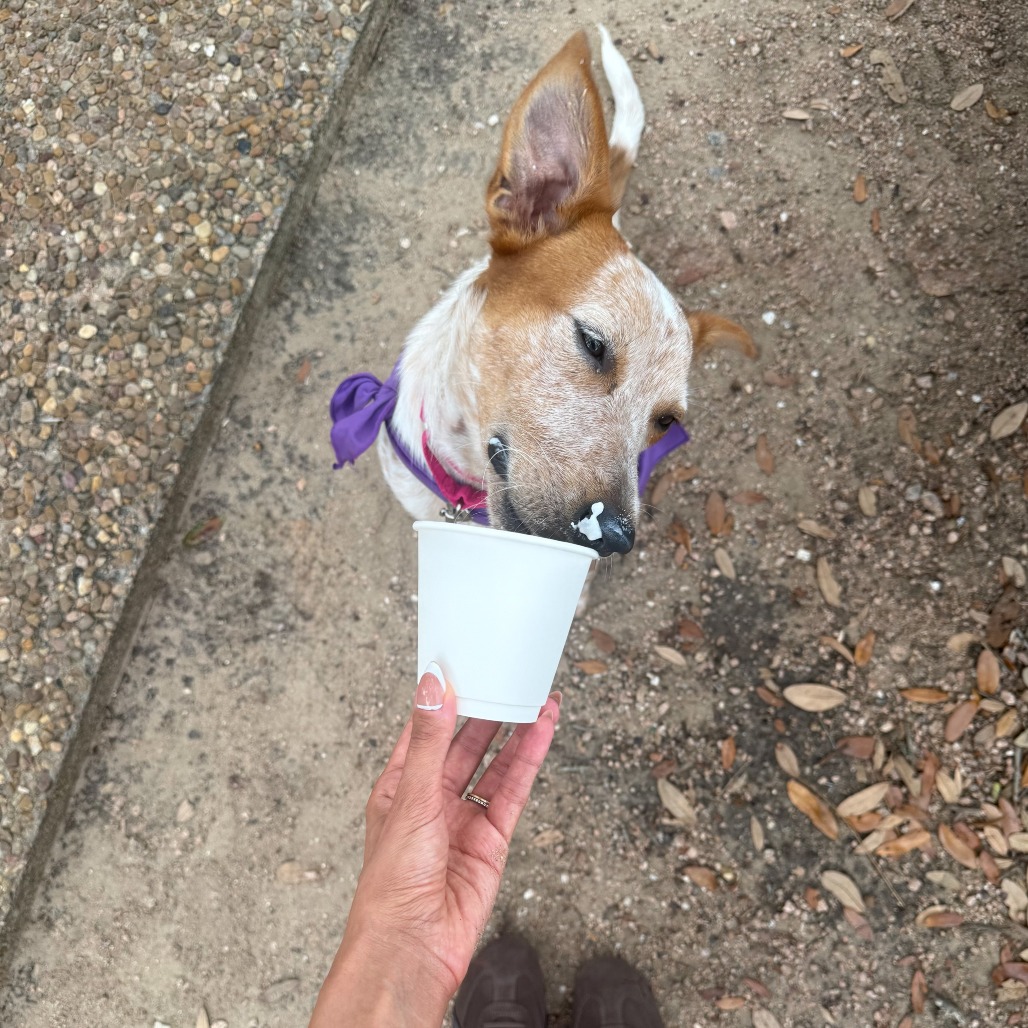 TRIDENT - Cattle Dog / Australian (Red Heeler) available for adoption