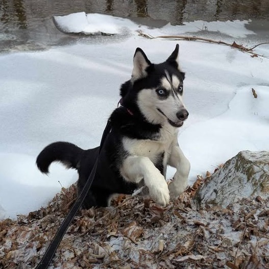 Koda, photo 6