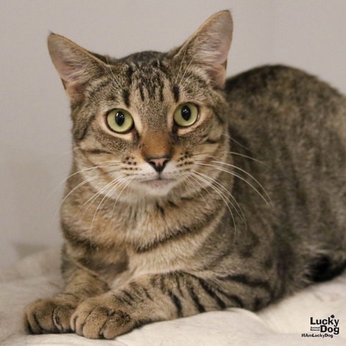 TWIX - Domestic Shorthair available for adoption