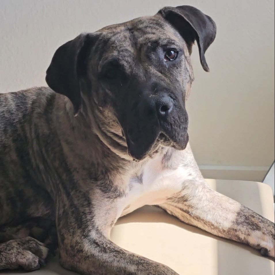 NALA - Mixed Breed (Medium) available for adoption