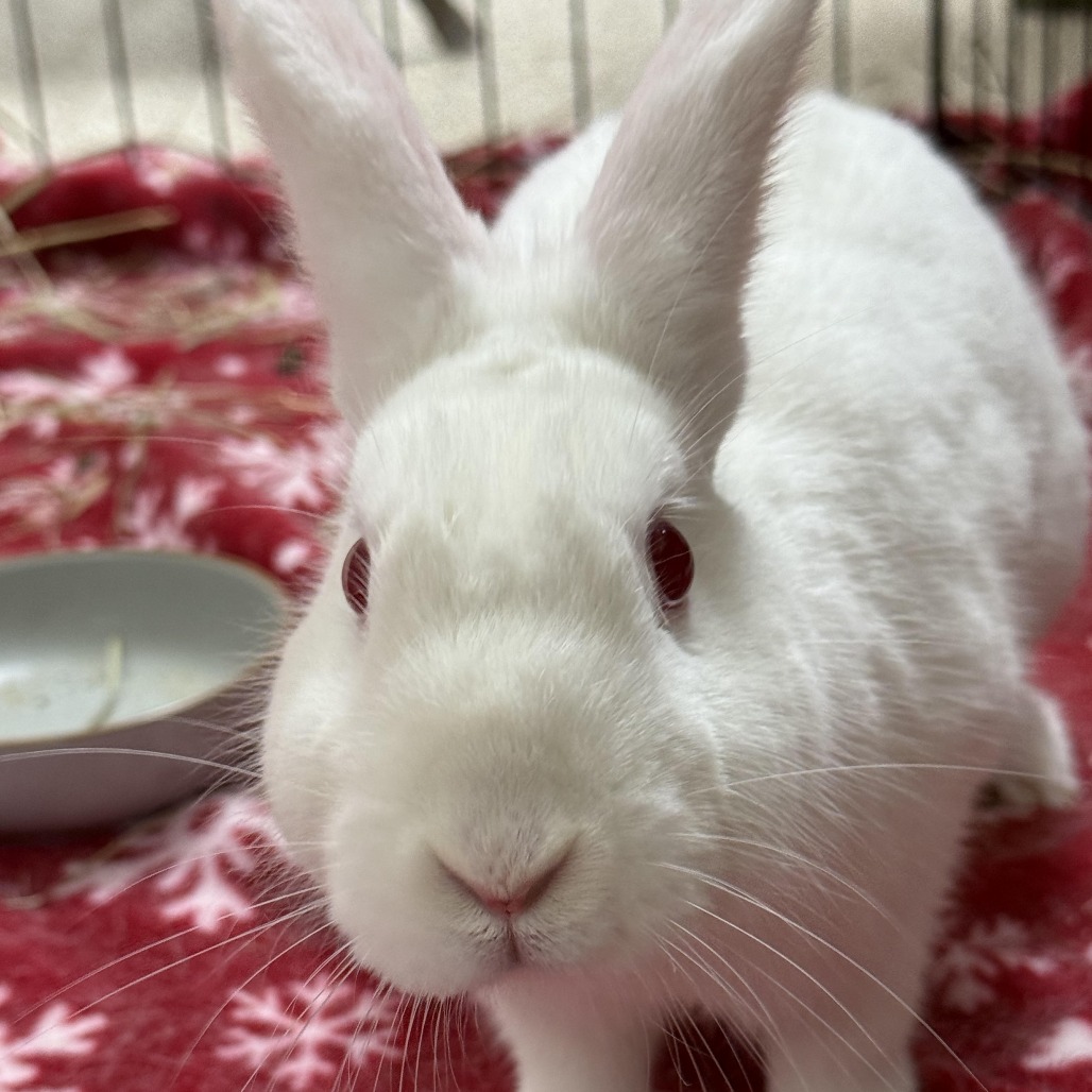 STARDUST - American Sable / Rex, Mini available for adoption