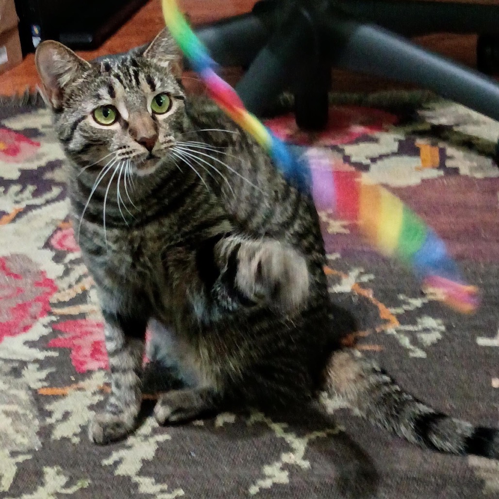 RASPBERRY - Domestic Shorthair available for adoption