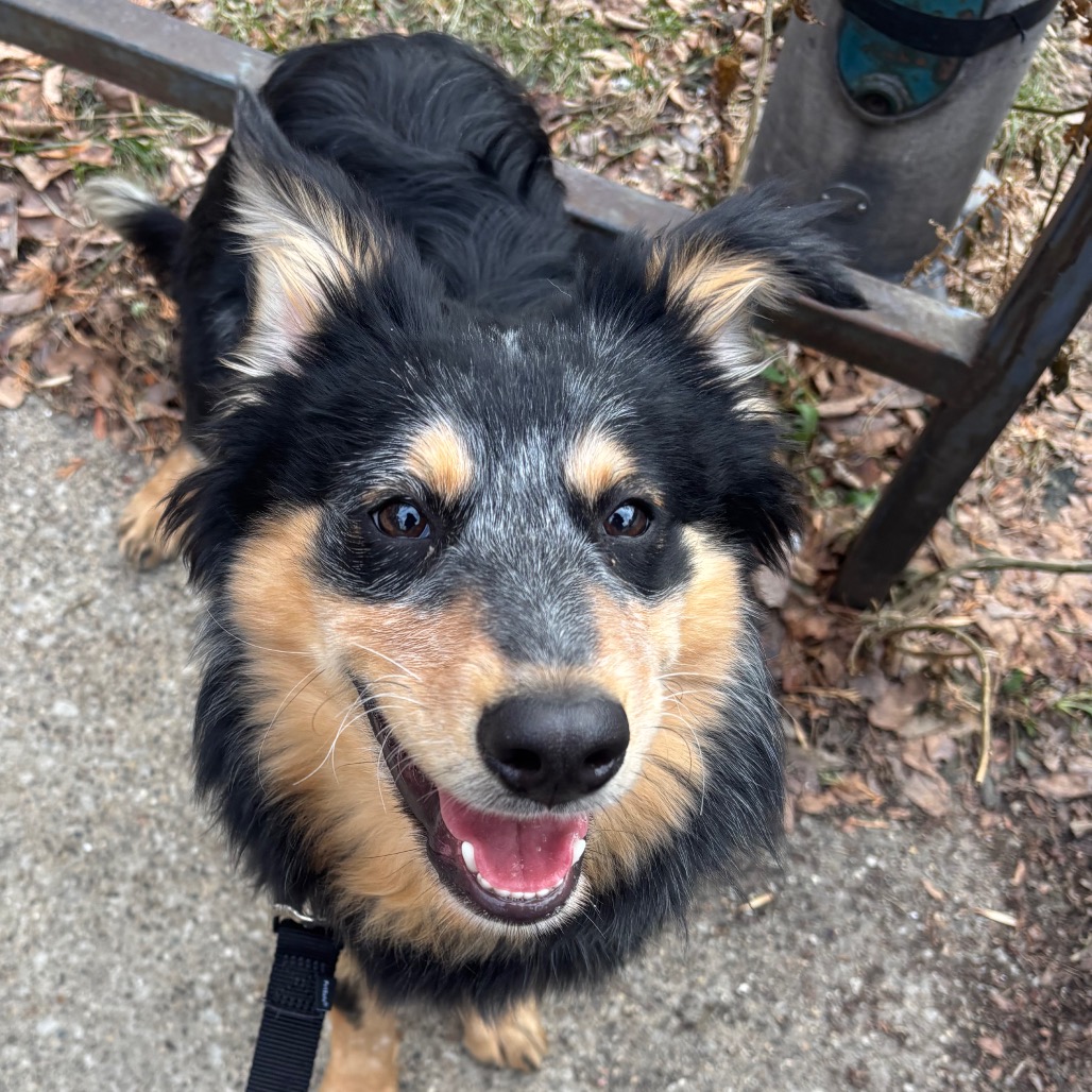 Koala — thumbnail 3