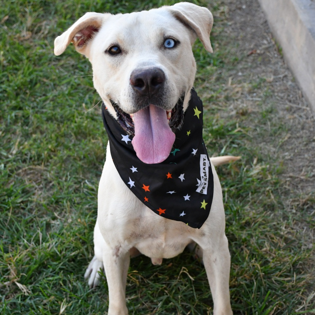 CLAY - Retriever / Yellow Labrador available for adoption