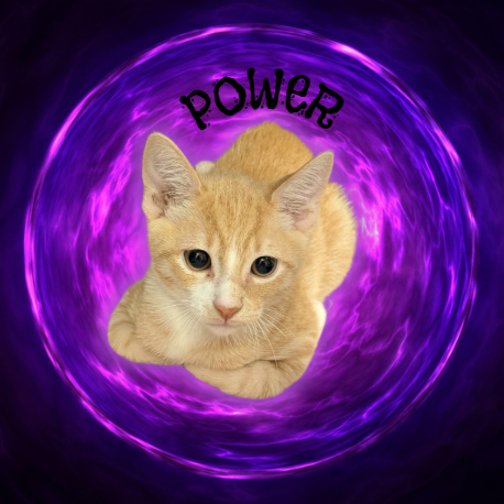 POWER - Domestic Shorthair for adoption in Mesa