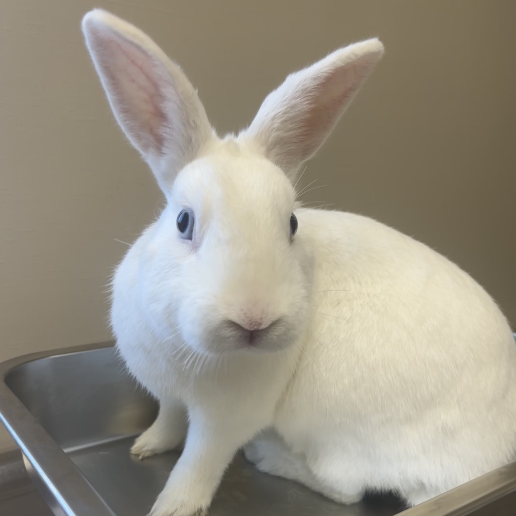  Photo of Snowball