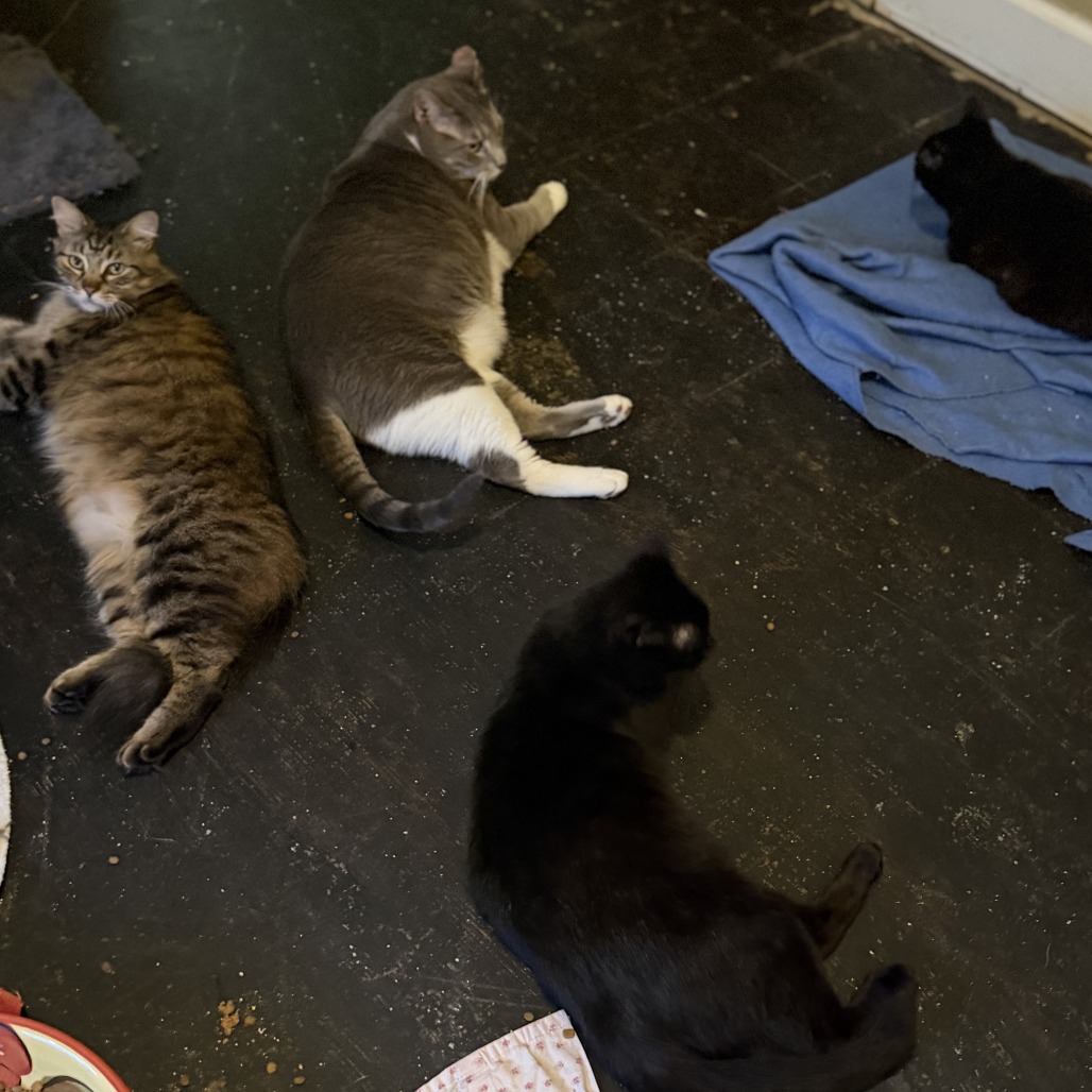 Coal, photo 4