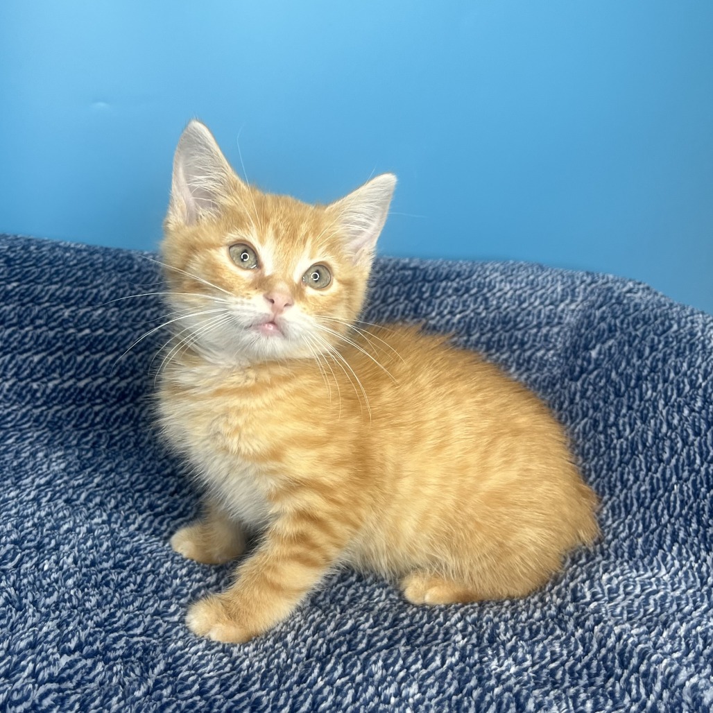 CHAMPAGNIE - Domestic Shorthair available for adoption