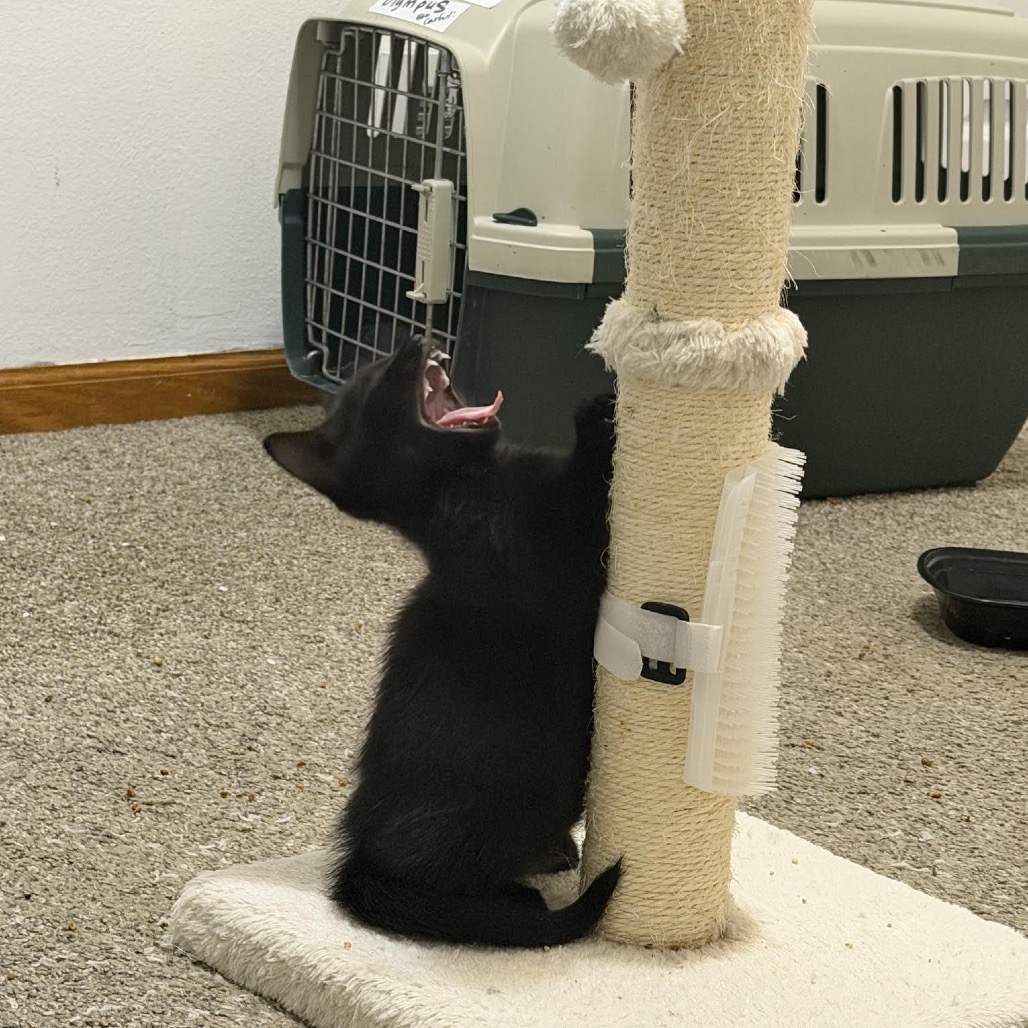 Cat Benatar C12279