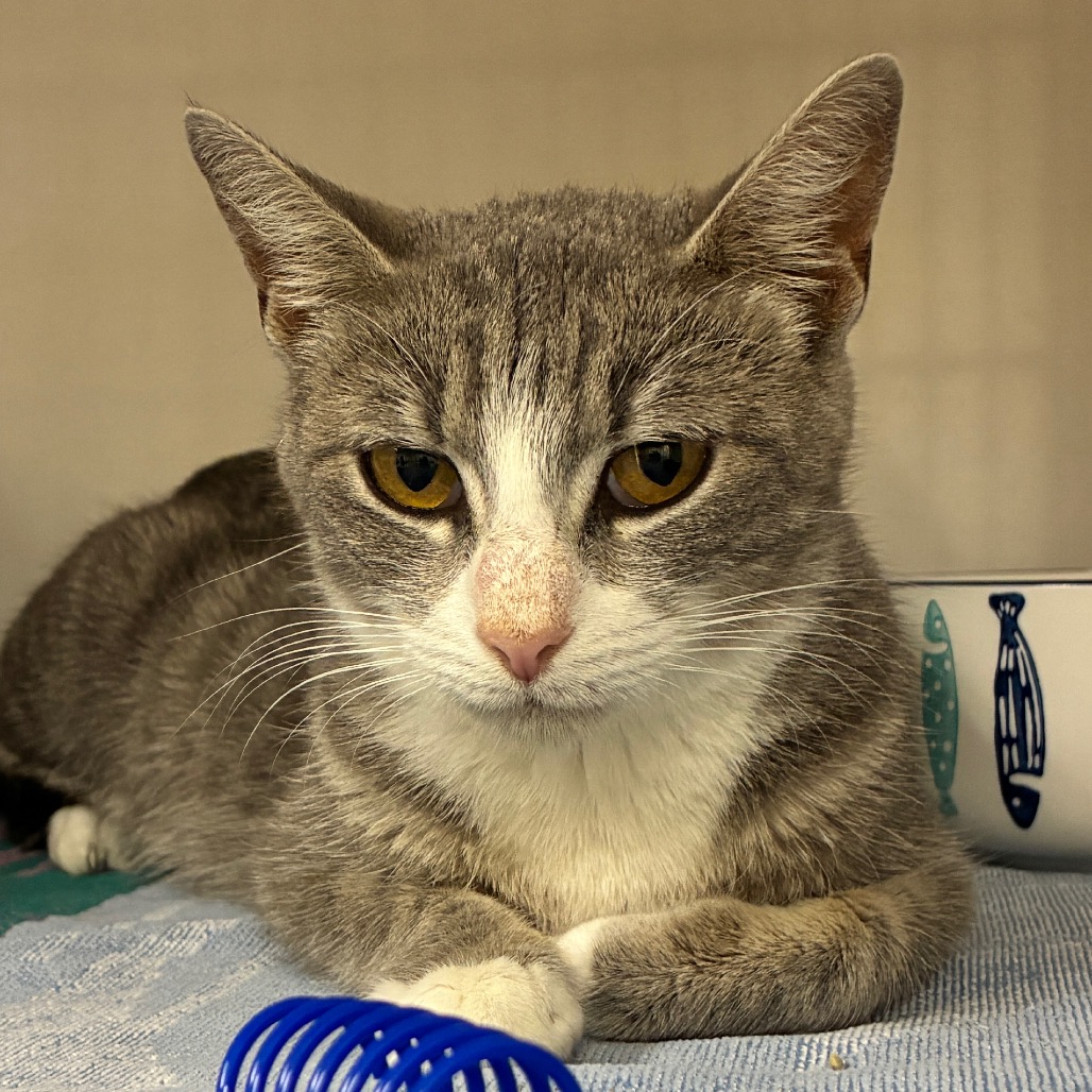Snow White - Domestic Shorthair