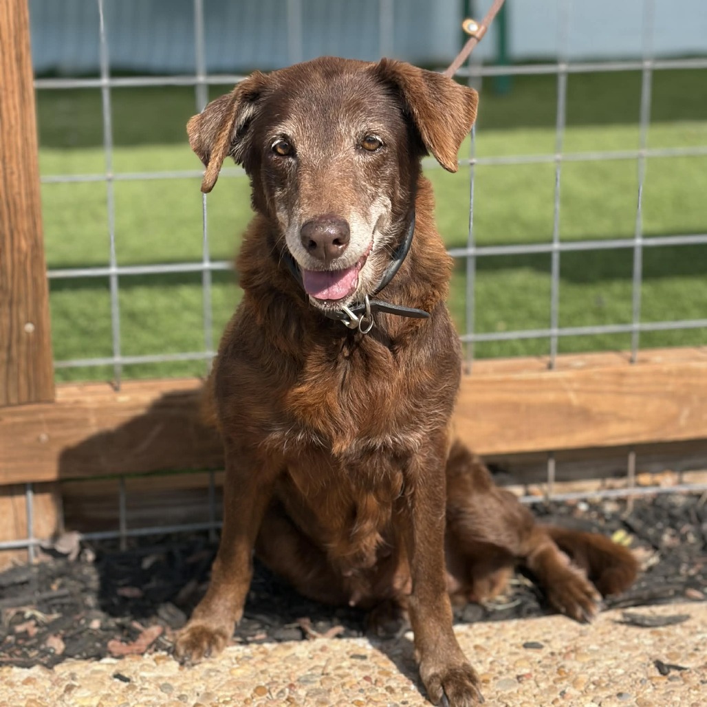 Beasley, adoptable senior dog