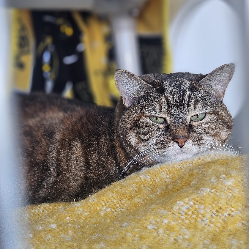 ANGELINA - Domestic Shorthair for adoption in Warwick