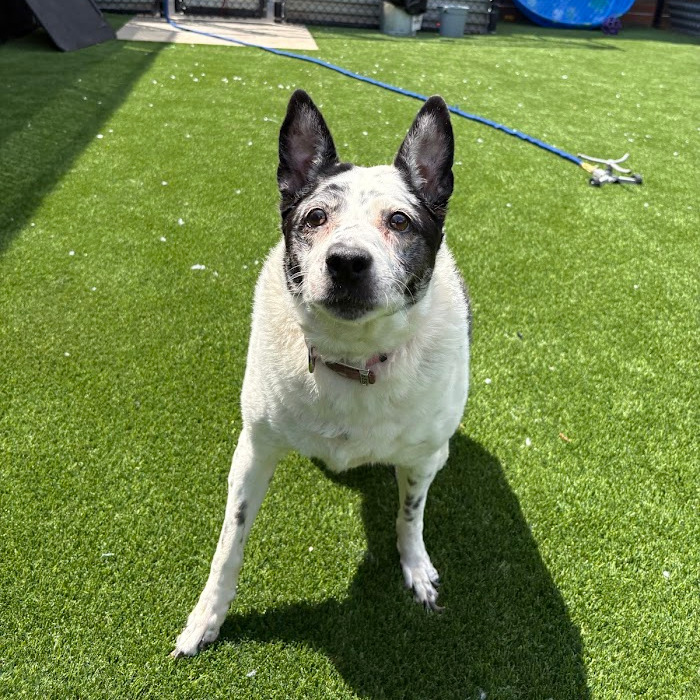 Photo of Speckles  4