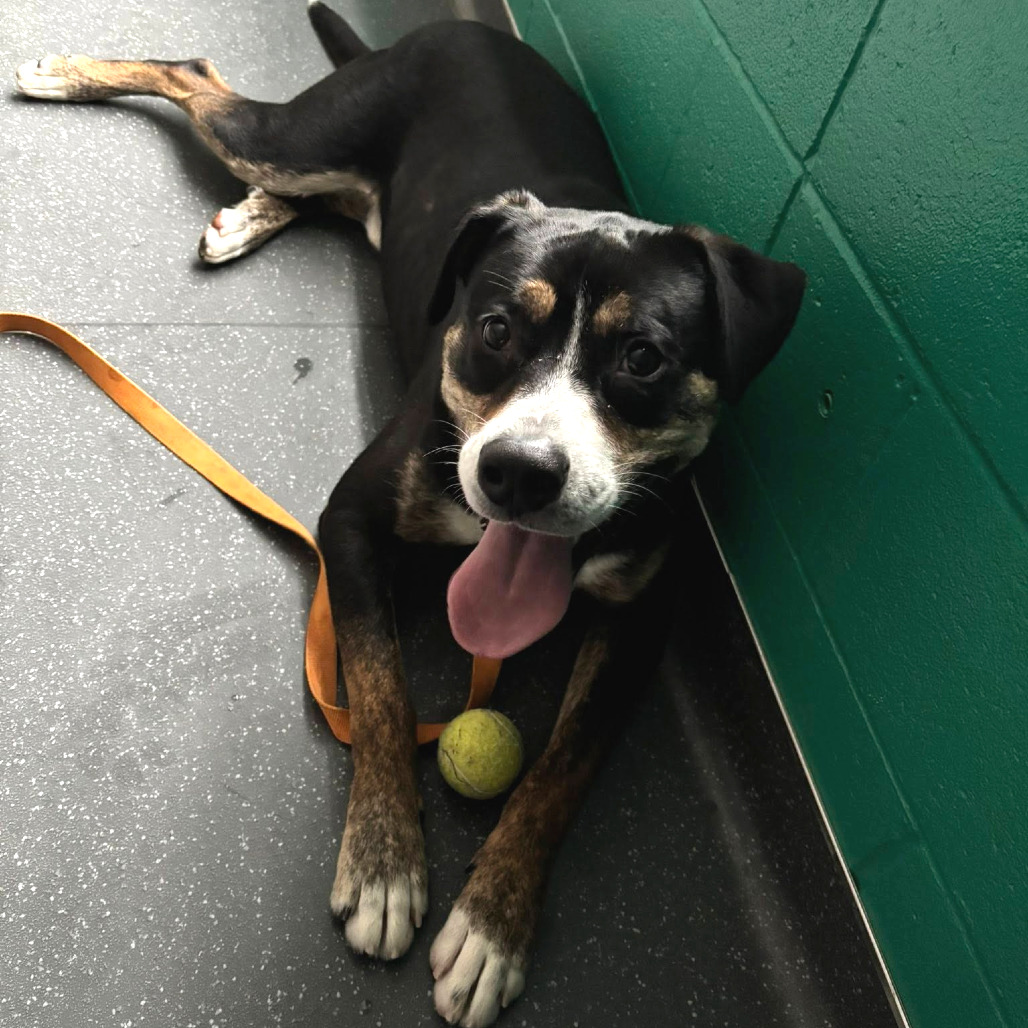 Photo of Swiss Miss 17