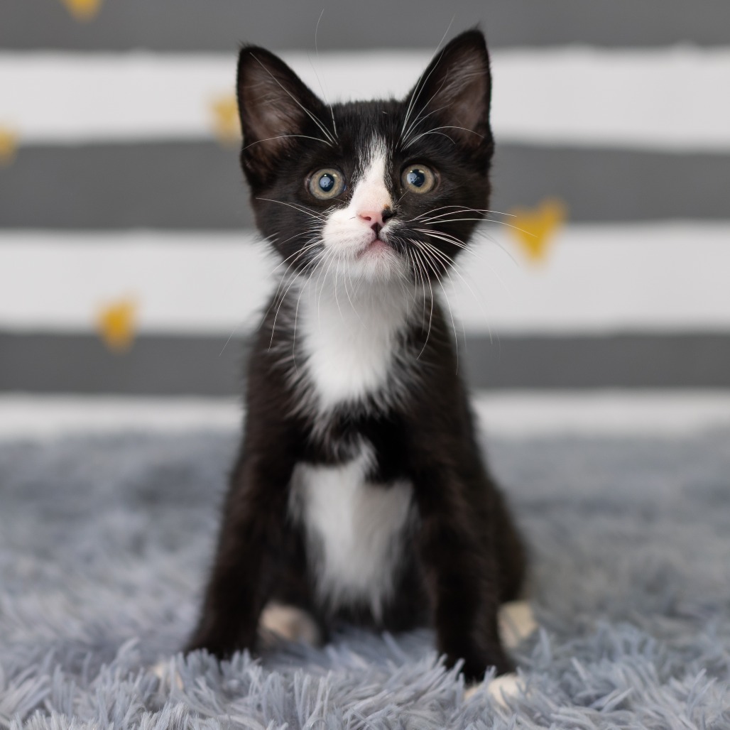 Blinkie