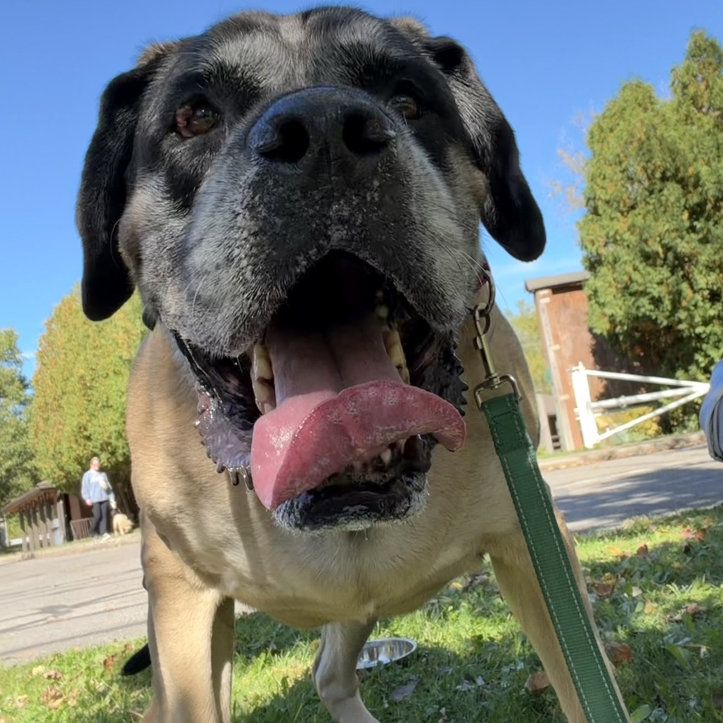 Bentley, photo 16