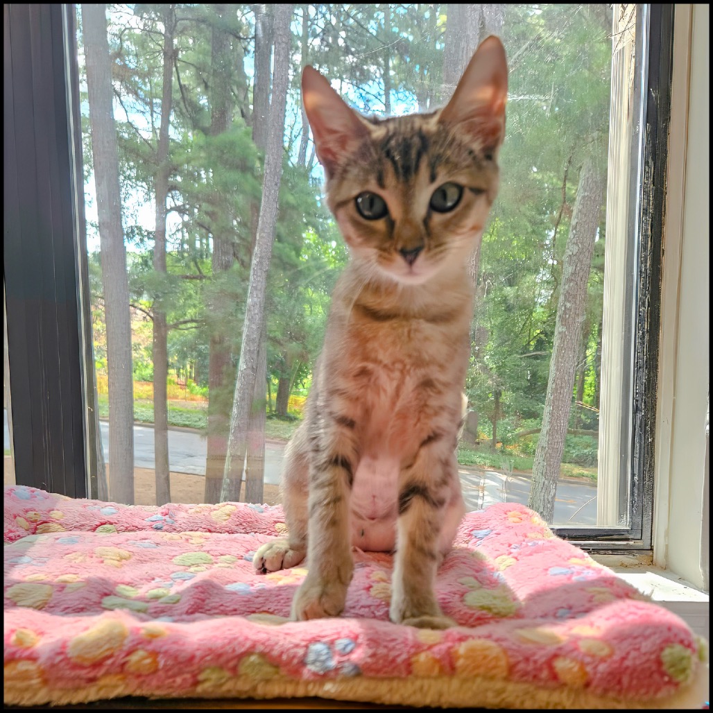 TIPPY - Domestic Shorthair available for adoption
