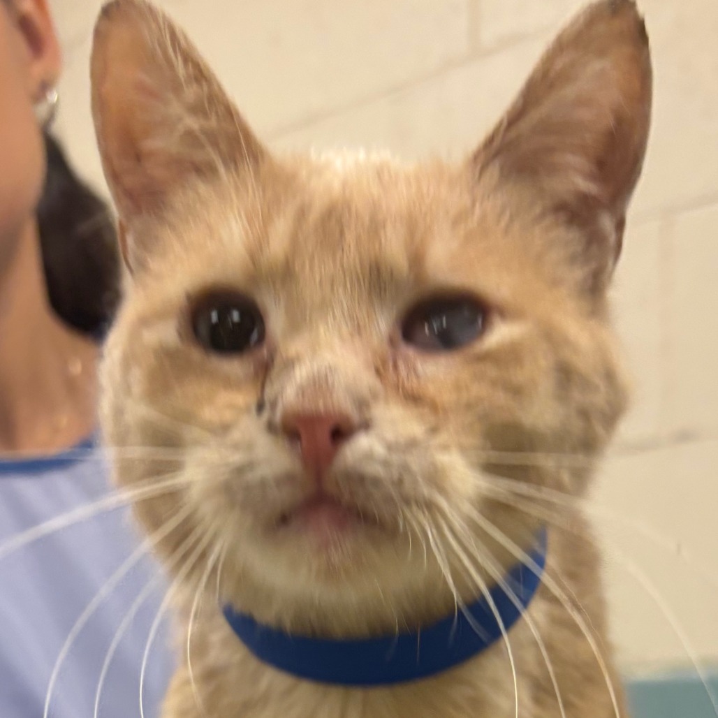 Apple — thumbnail 2