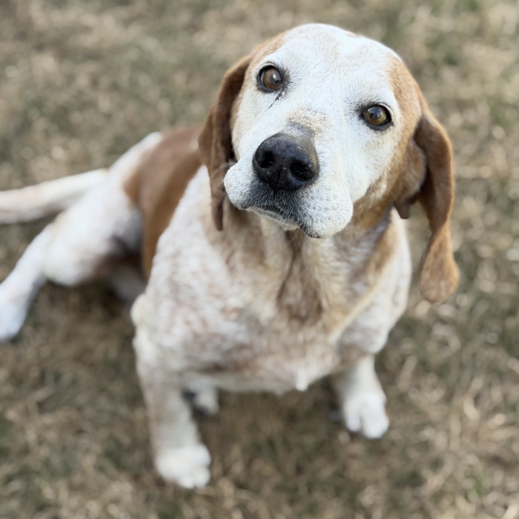 Pesci — thumbnail 3