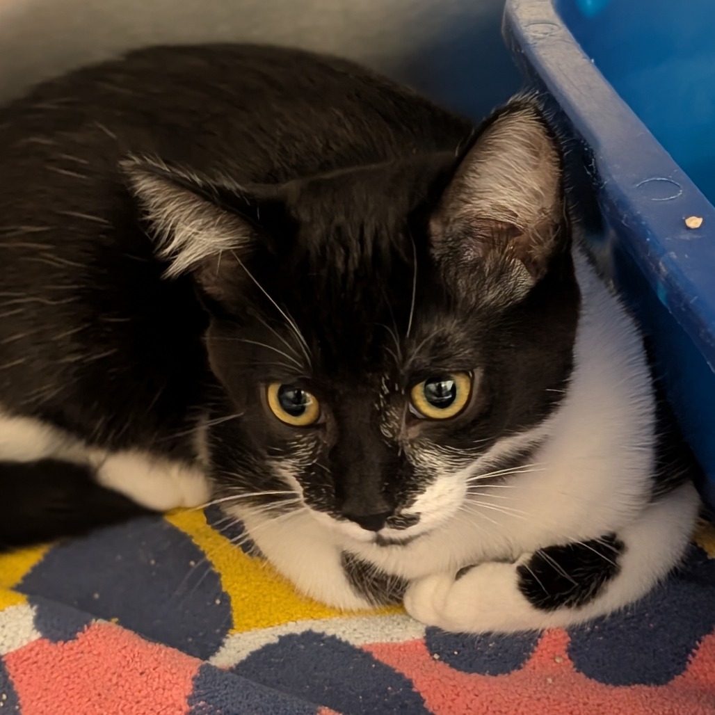 HELENA (BONDED WITH SOLEDAD) - Domestic Shorthair available for adoption